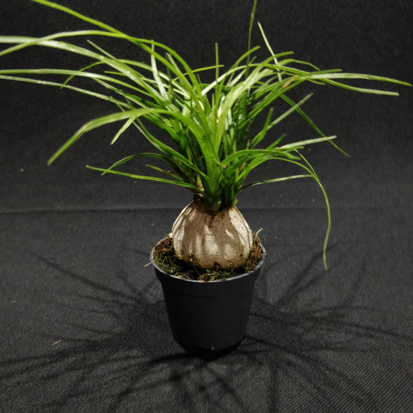 Ponytail Palm