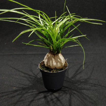 Ponytail Palm