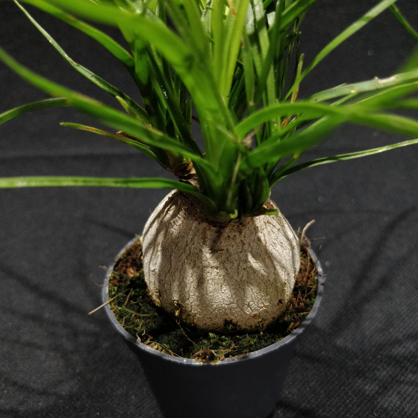 Ponytail Palm