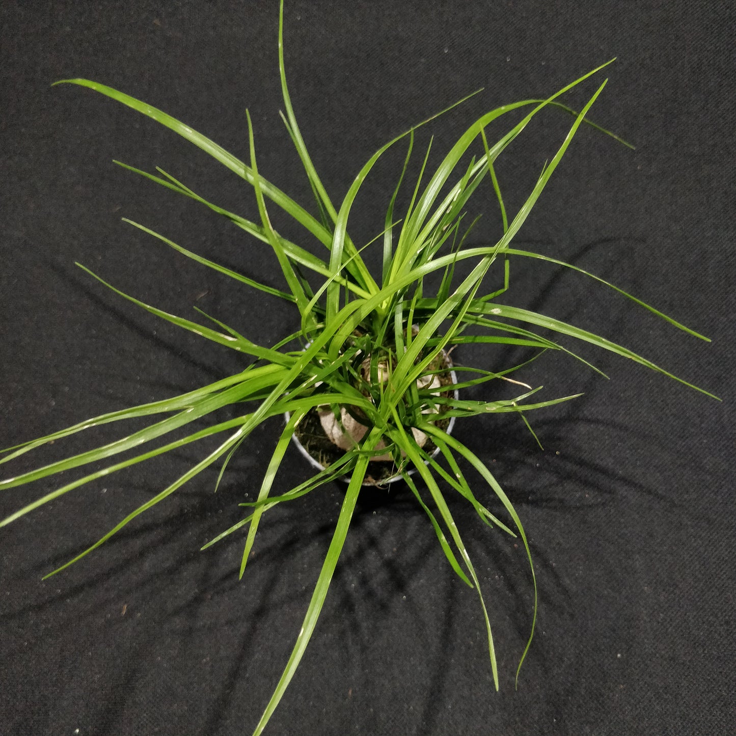 Ponytail Palm