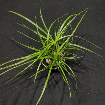 Ponytail Palm