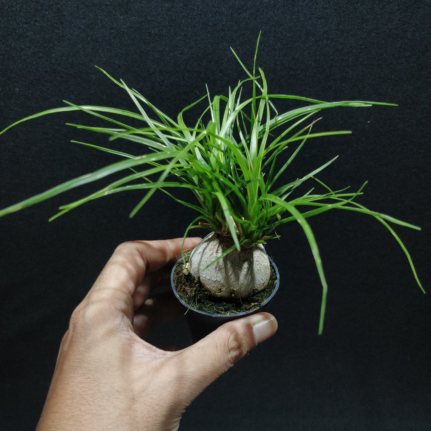 Ponytail Palm