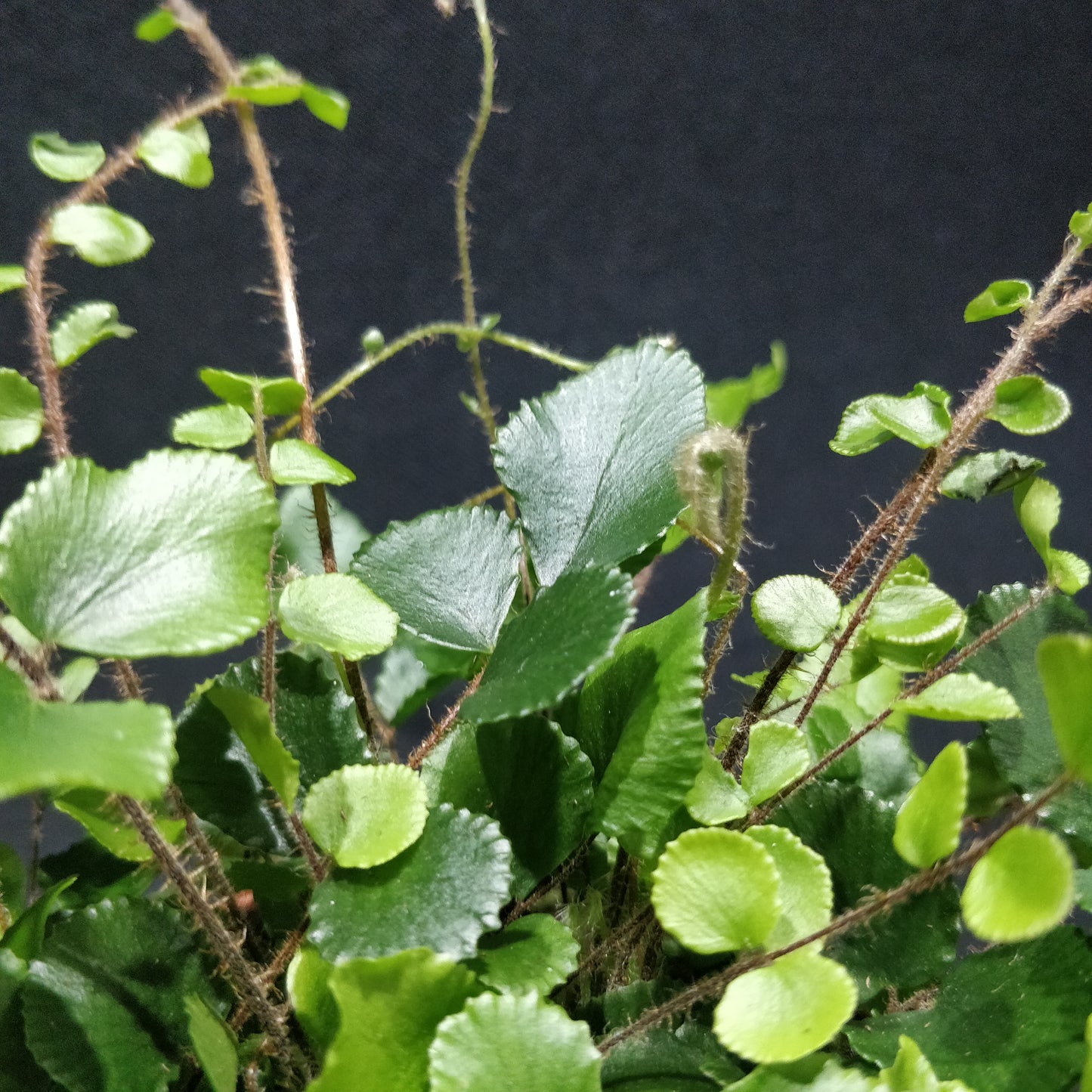 Button Fern - Pellaea Rotundifolia