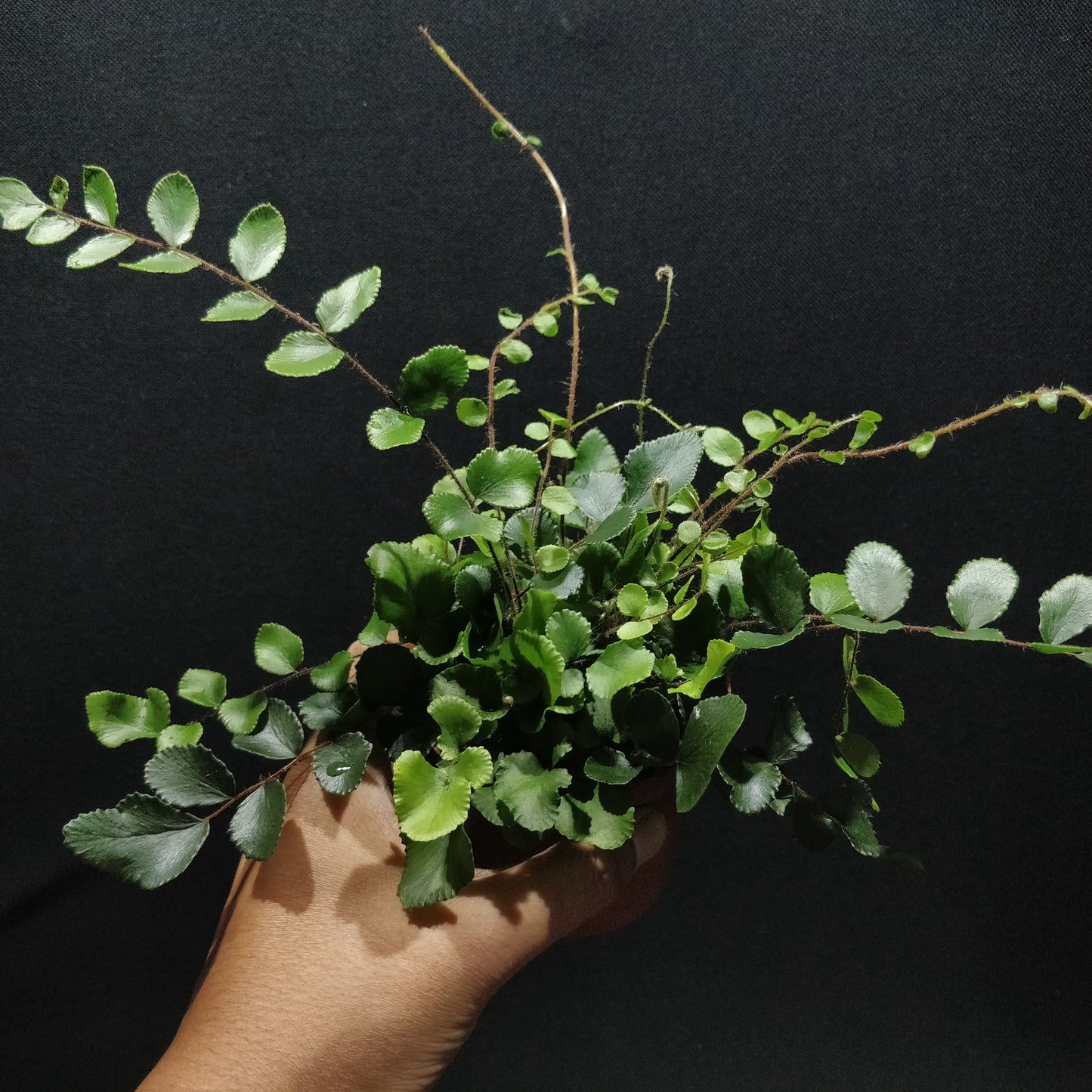 Button Fern - Pellaea Rotundifolia