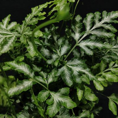 Silver Lace Fern - Pteris Ensiformis