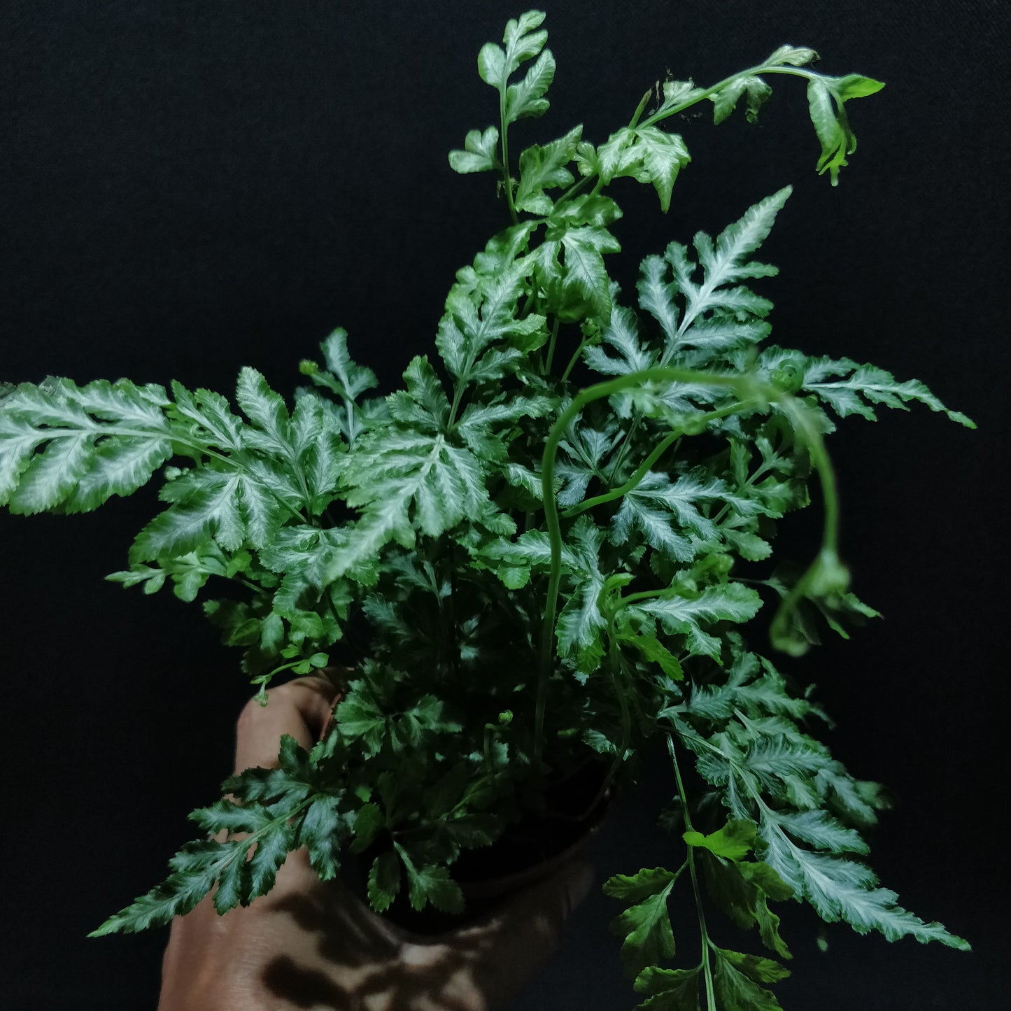 Silver Lace Fern - Pteris Ensiformis