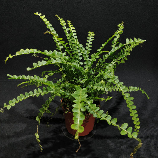 Lemon Button Fern - Nephrolepis Cordifolia “Duffii”