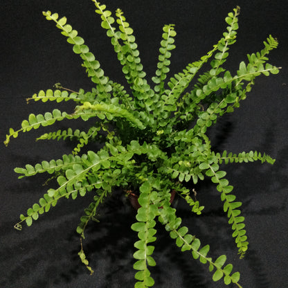 Lemon Button Fern - Nephrolepis Cordifolia “Duffii”