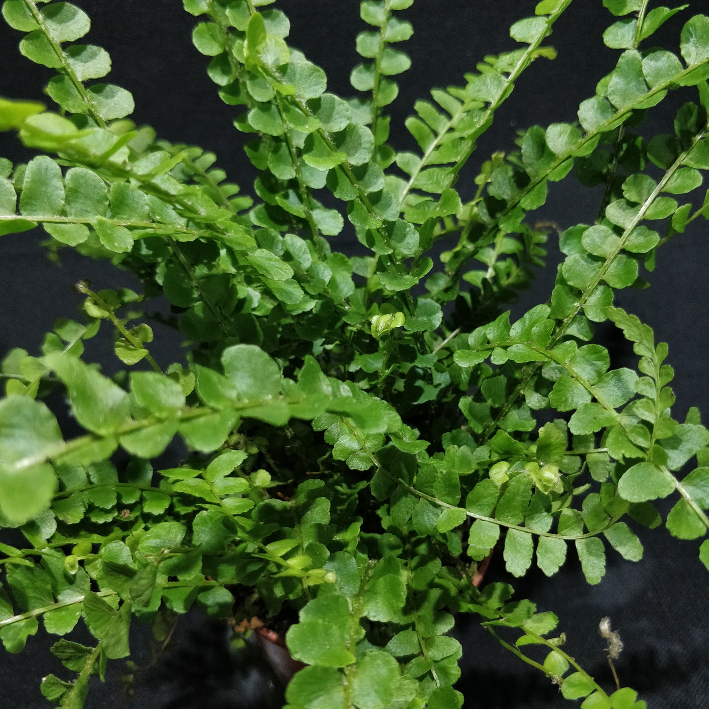 Lemon Button Fern - Nephrolepis Cordifolia “Duffii”