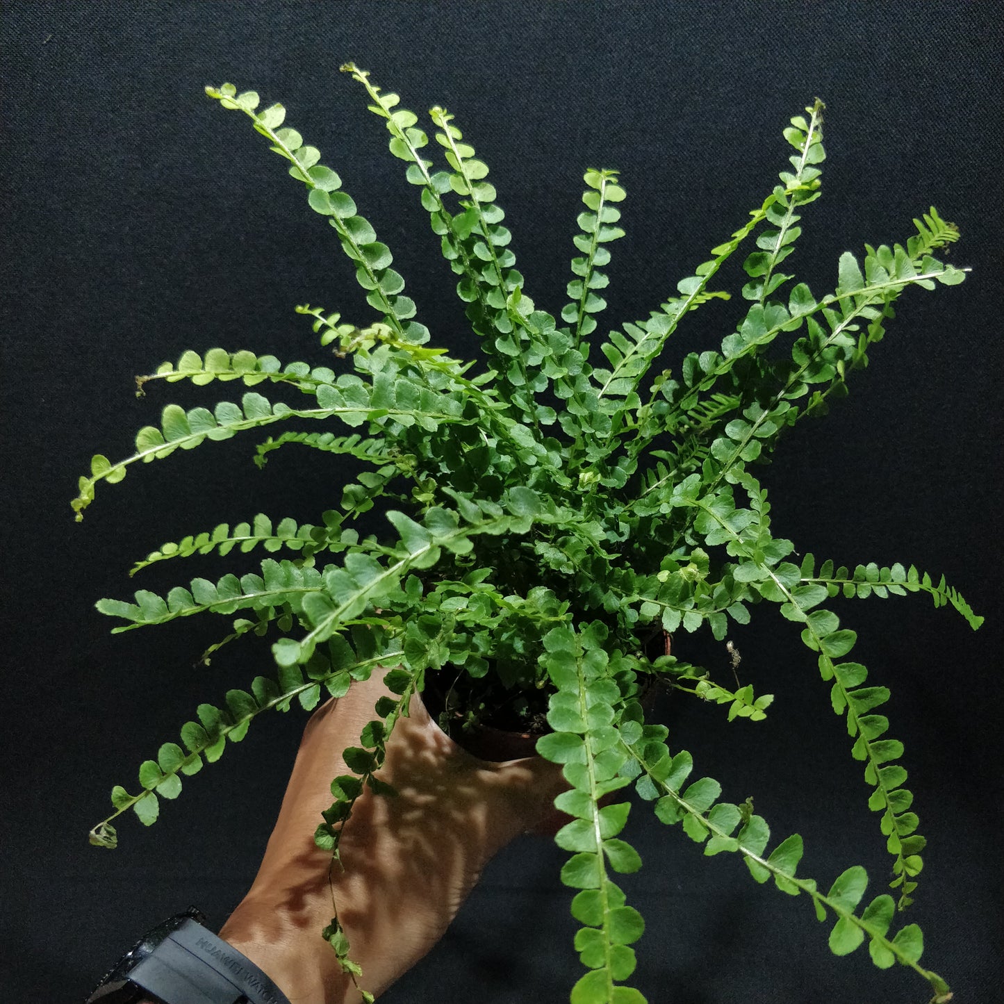 Lemon Button Fern - Nephrolepis Cordifolia “Duffii”