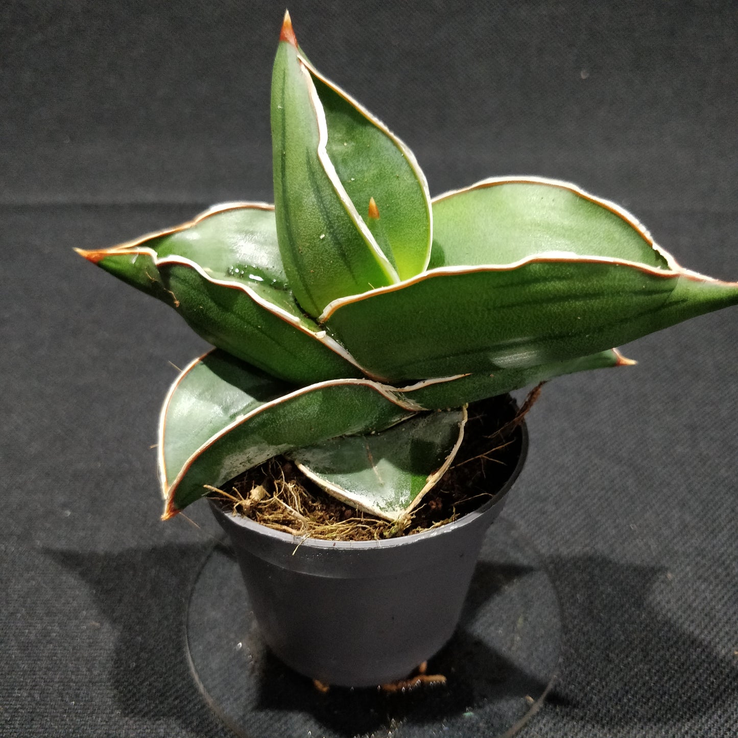 Sansevieria Samurai