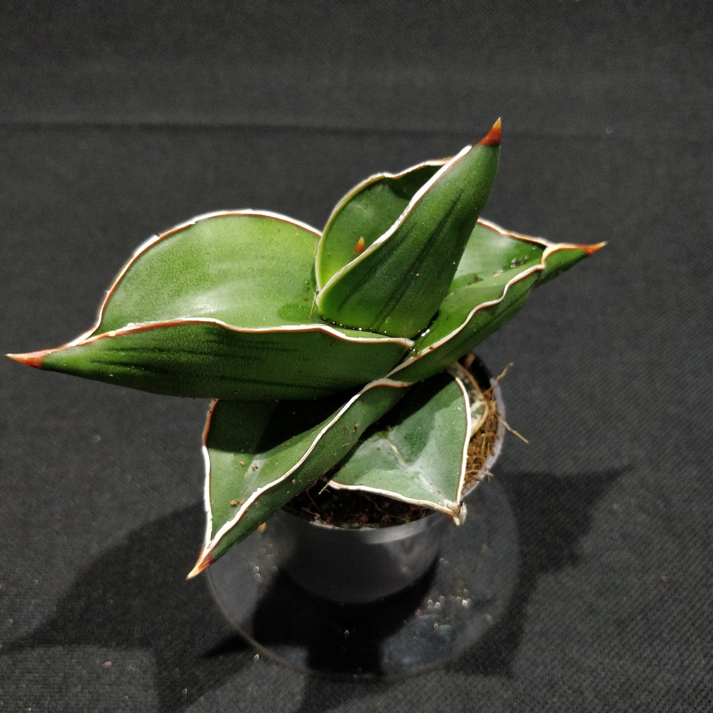 Sansevieria Samurai