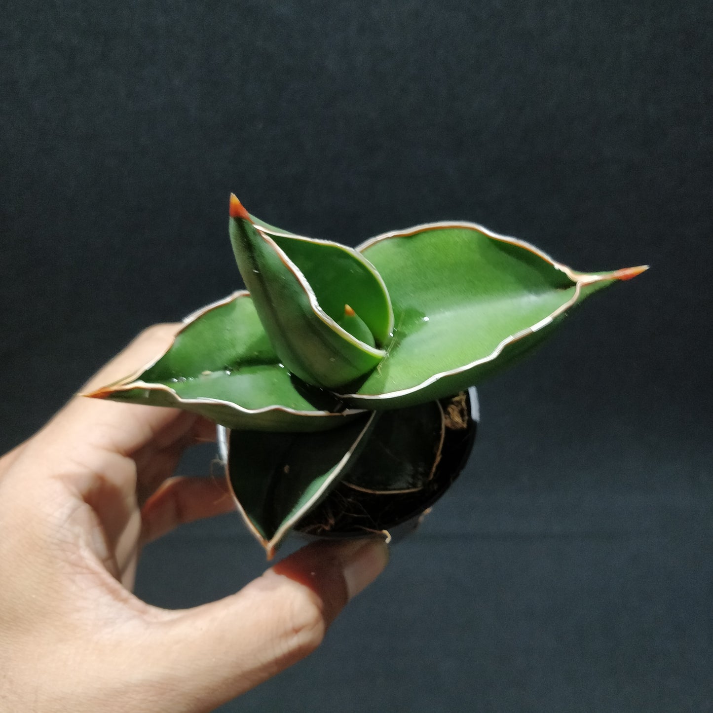 Sansevieria Samurai