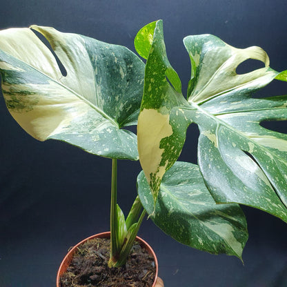 Monstera 'Thai Constellation'