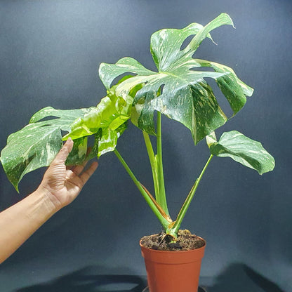 Monstera 'Thai Constellation'