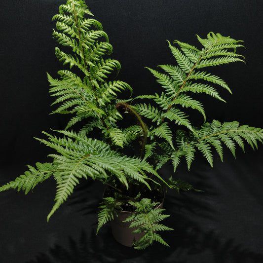 Rough Tree Fern - Cyathea Australis