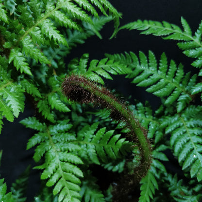 Rough Tree Fern - Cyathea Australis