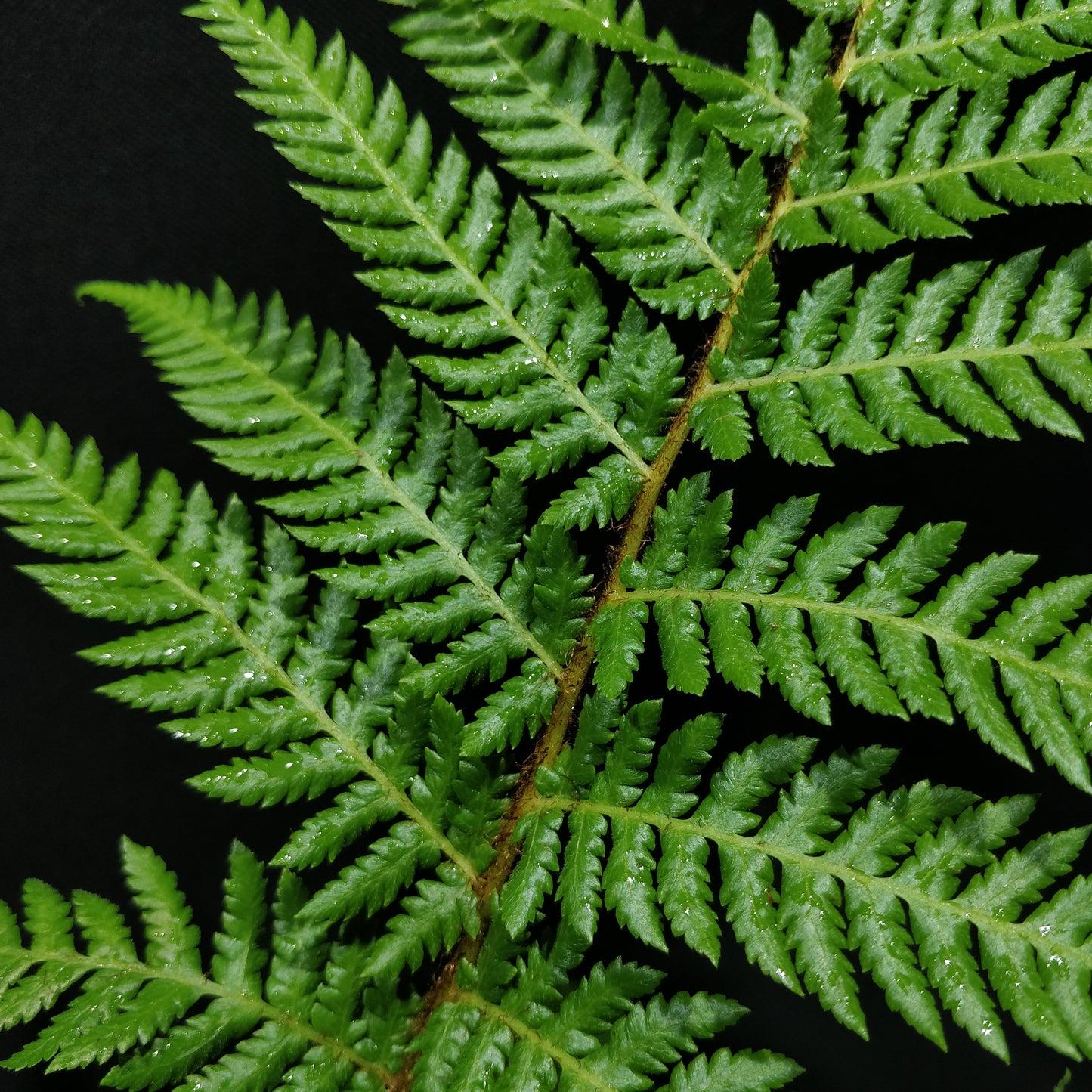 Rough Tree Fern - Cyathea Australis