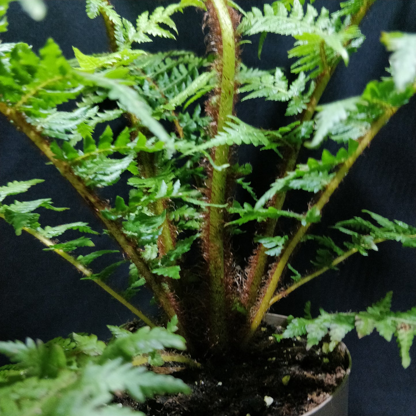 Rough Tree Fern - Cyathea Australis