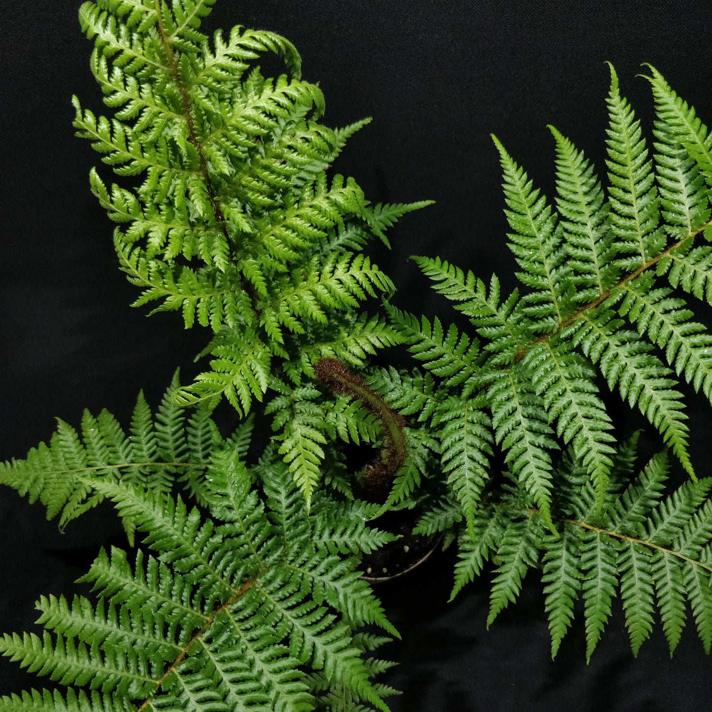 Rough Tree Fern - Cyathea Australis