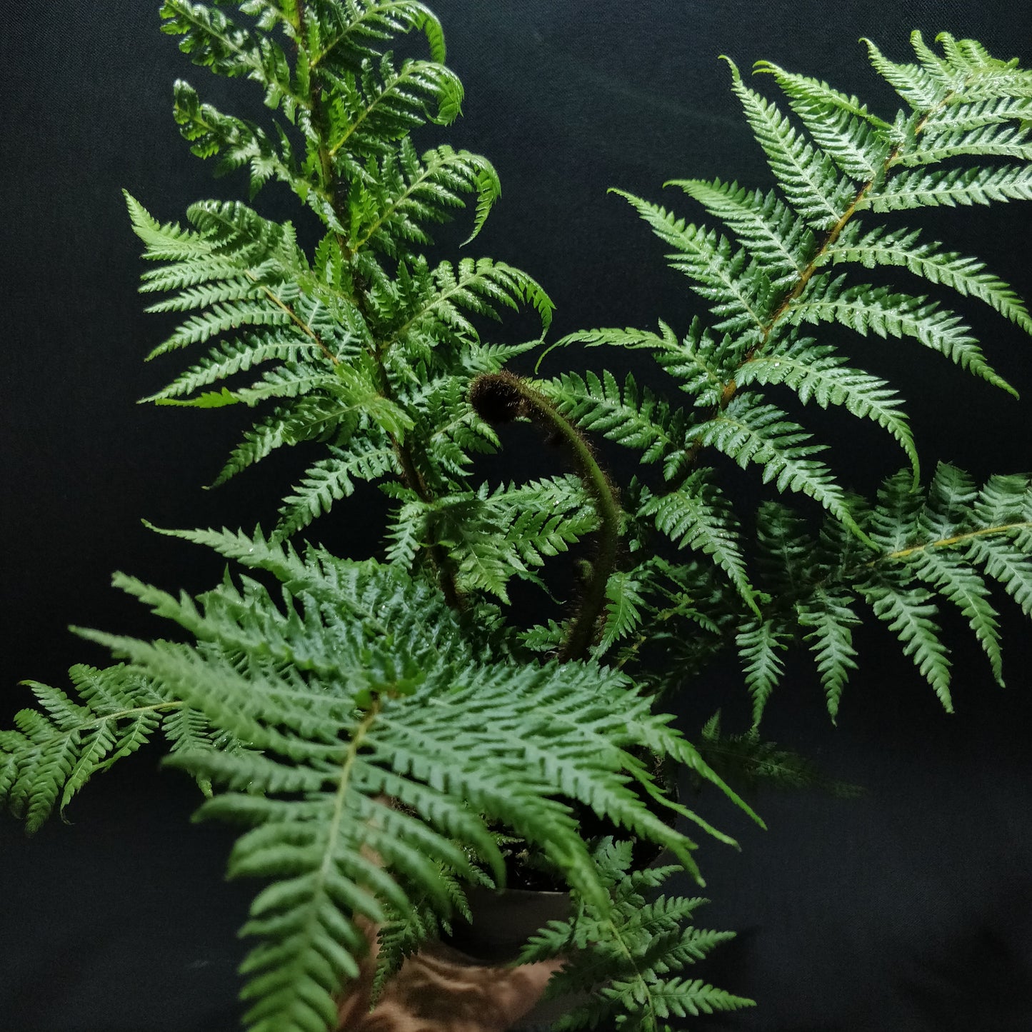 Rough Tree Fern - Cyathea Australis