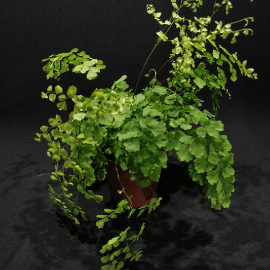 Delta Maidenhair Fern - Adiantum Raddianum Fragrans