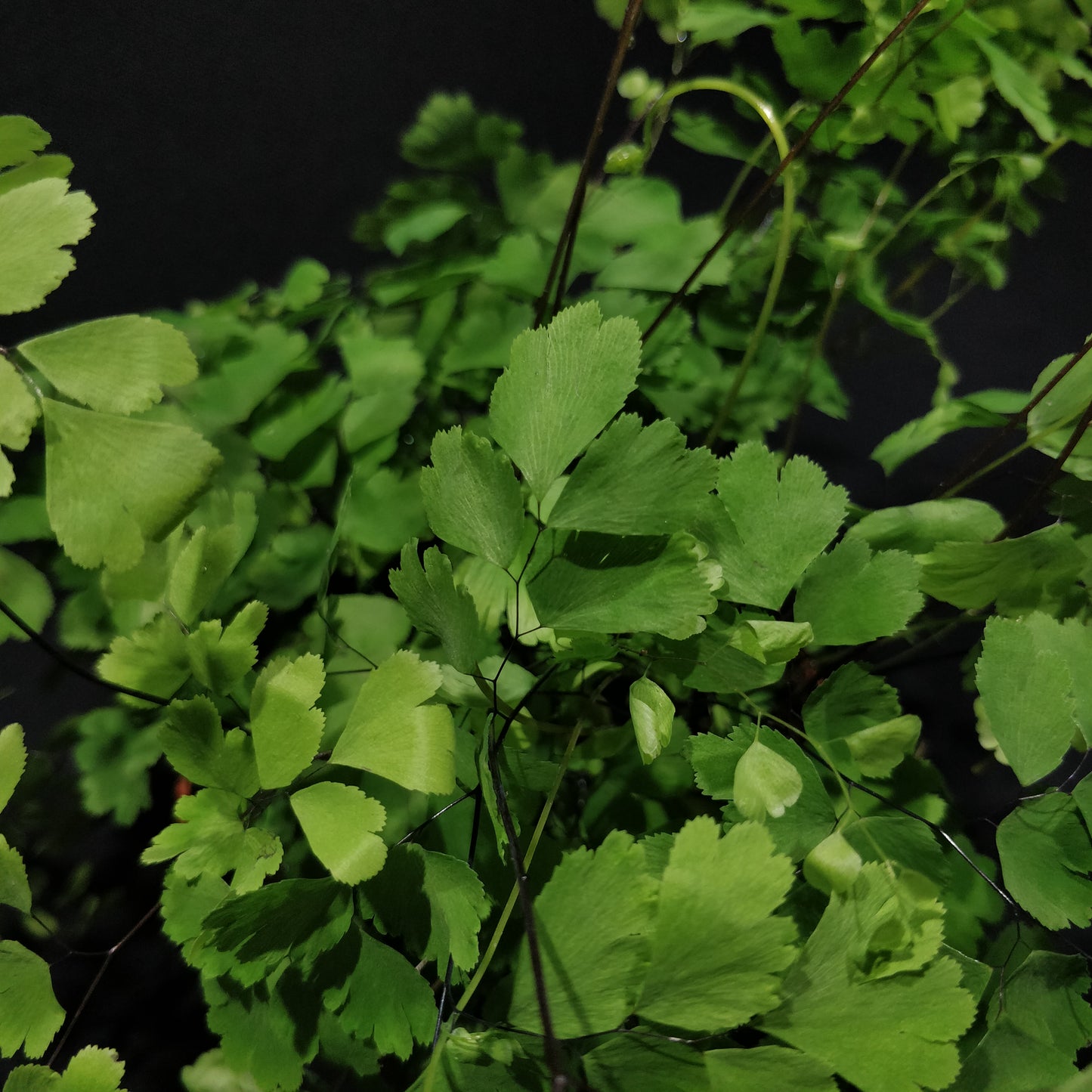 Delta Maidenhair Fern - Adiantum Raddianum Fragrans