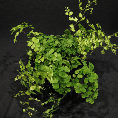 Delta Maidenhair Fern - Adiantum Raddianum Fragrans