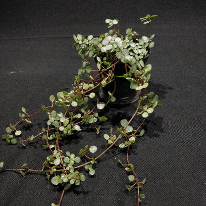 Pilea Silver Sparkle - Pilea Glauca