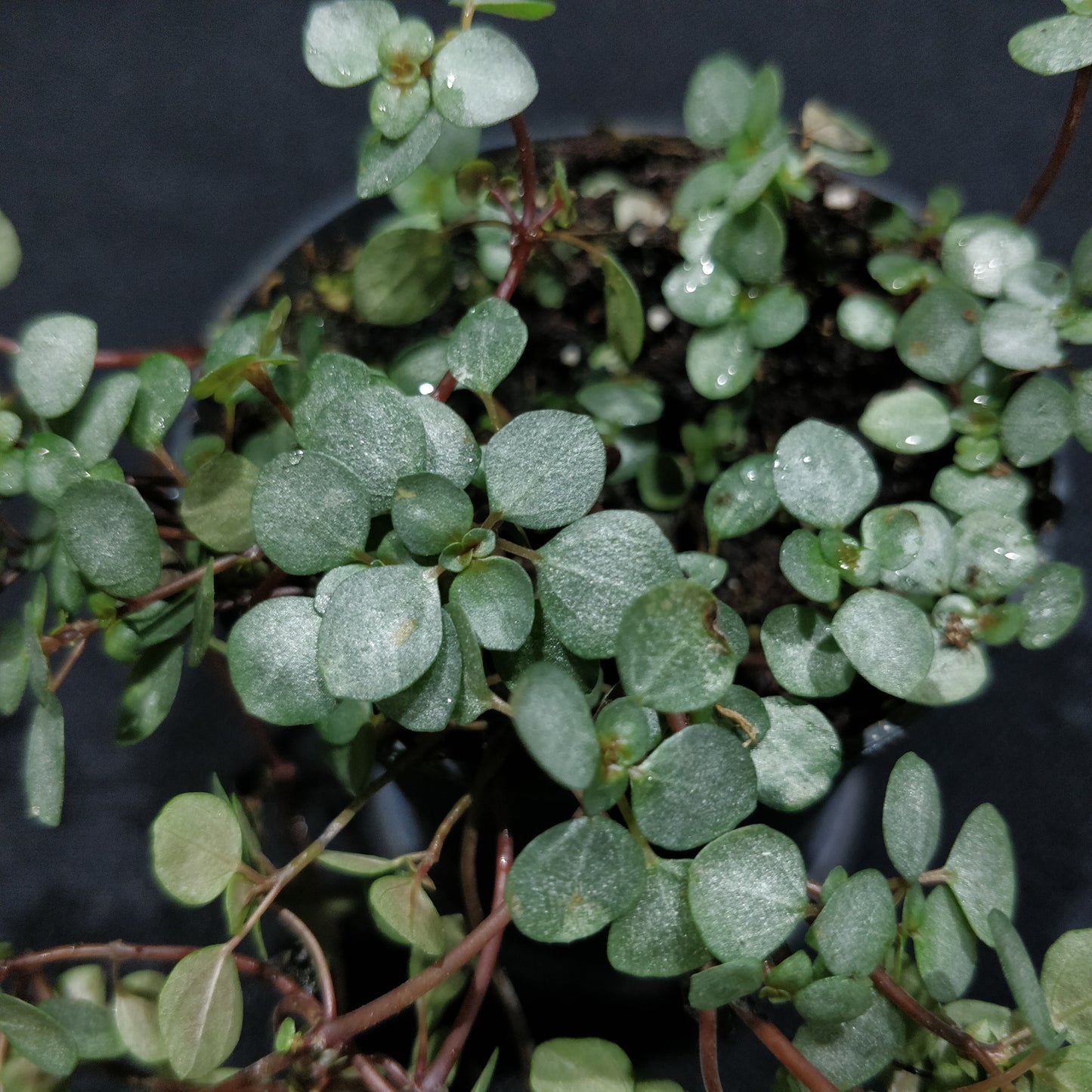 Pilea Silver Sparkle - Pilea Glauca