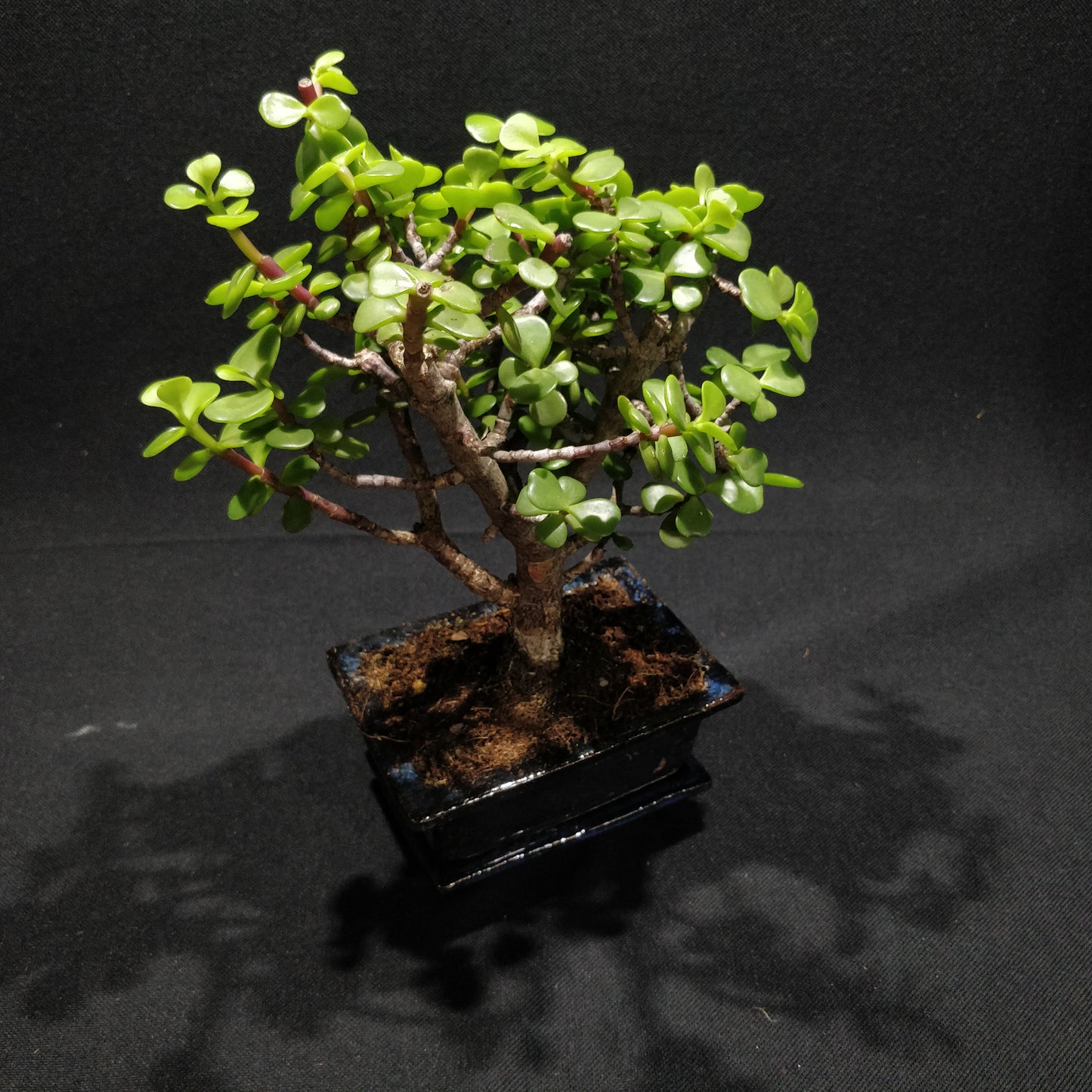 Jade Bonsai - Crassula Ovata