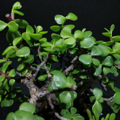 Jade Bonsai - Crassula Ovata