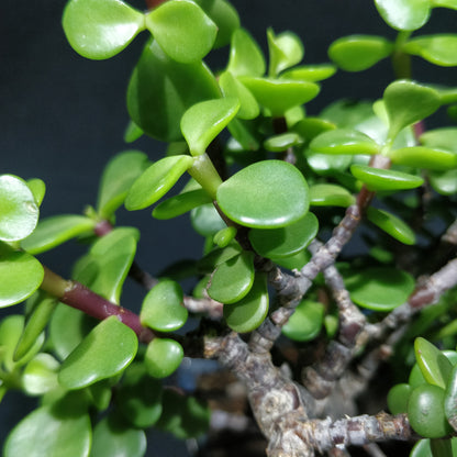 Jade Bonsai - Crassula Ovata