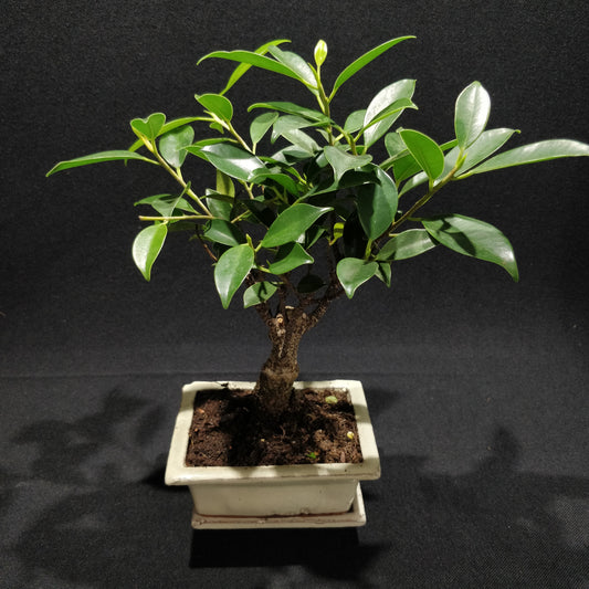 Ficus Retusa Bonsai