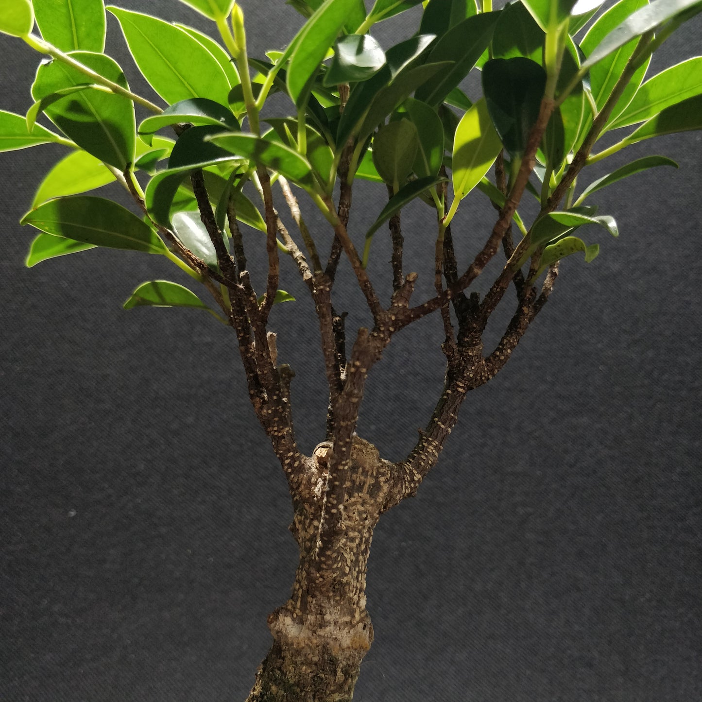 Ficus Retusa Bonsai
