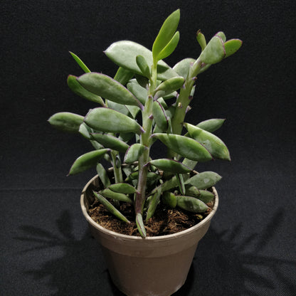 Senecio Crassissimus