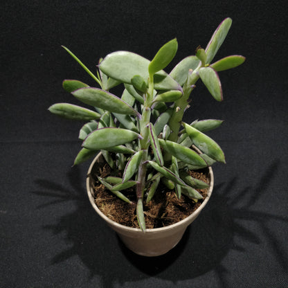 Senecio Crassissimus