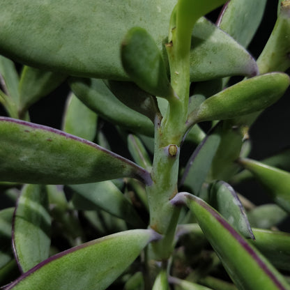 Senecio Crassissimus