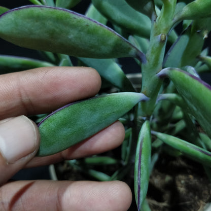 Senecio Crassissimus