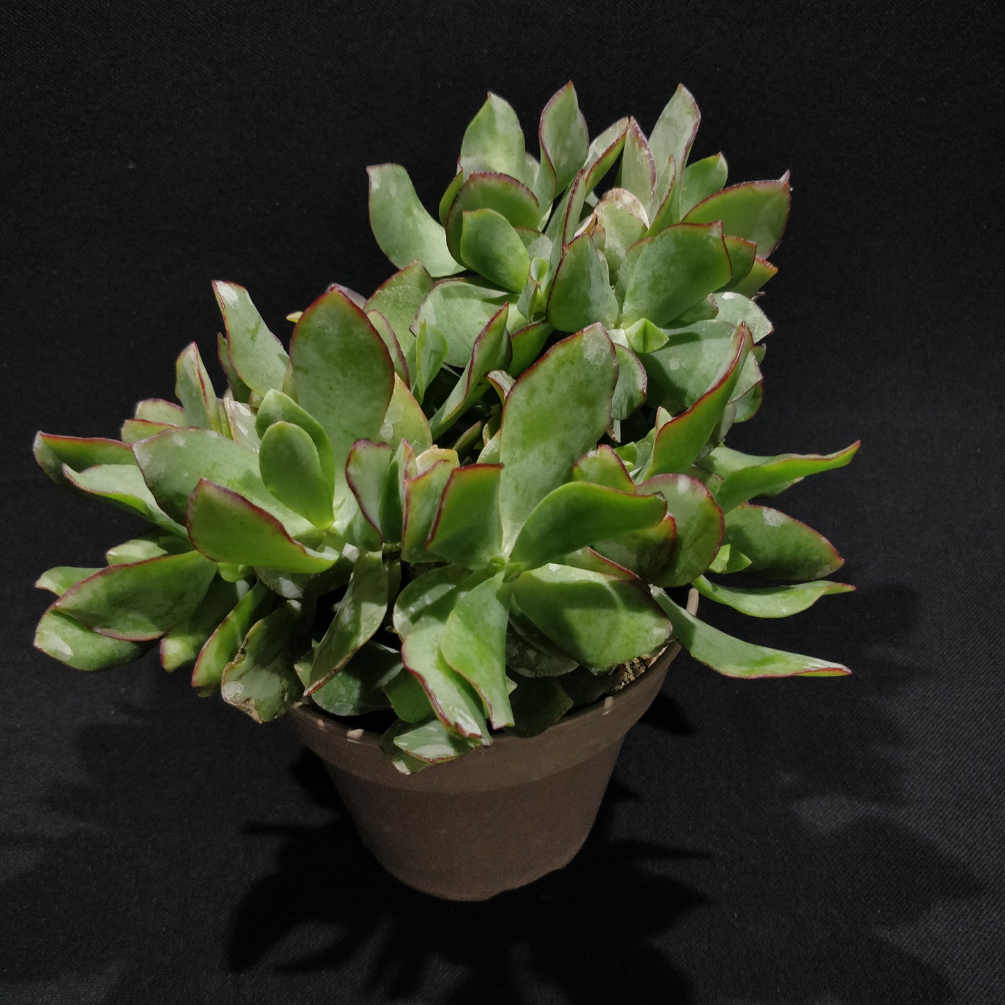 Crassula Arborescens Undulatifolia