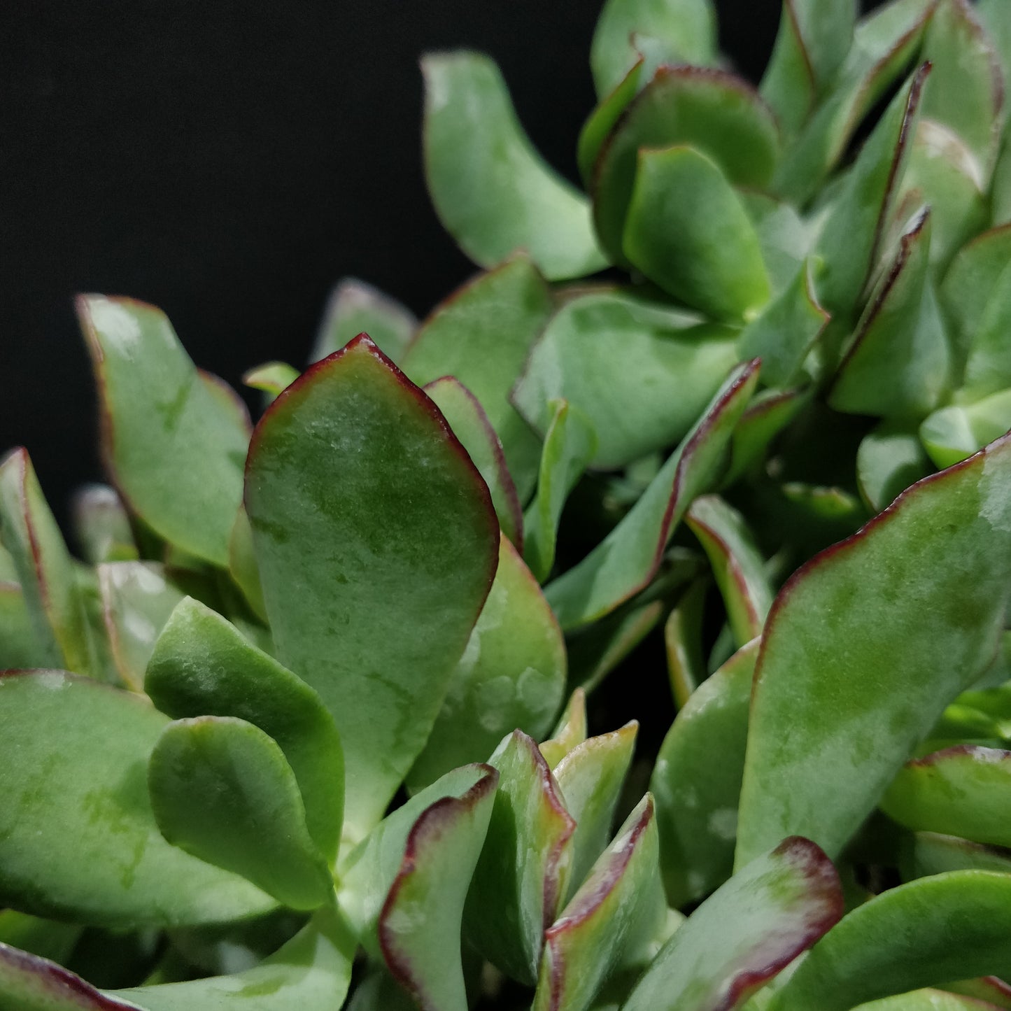 Crassula Arborescens Undulatifolia