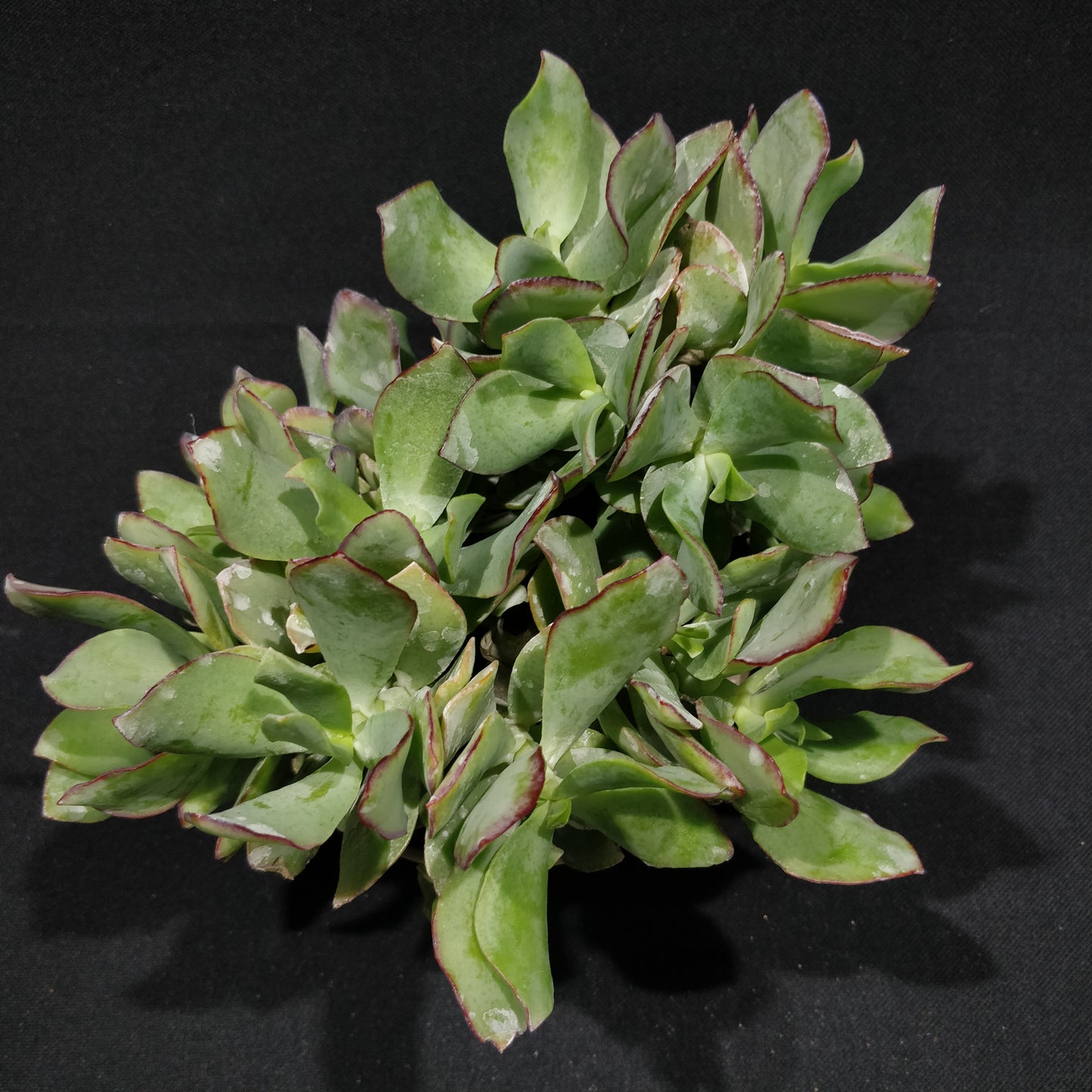 Crassula Arborescens Undulatifolia