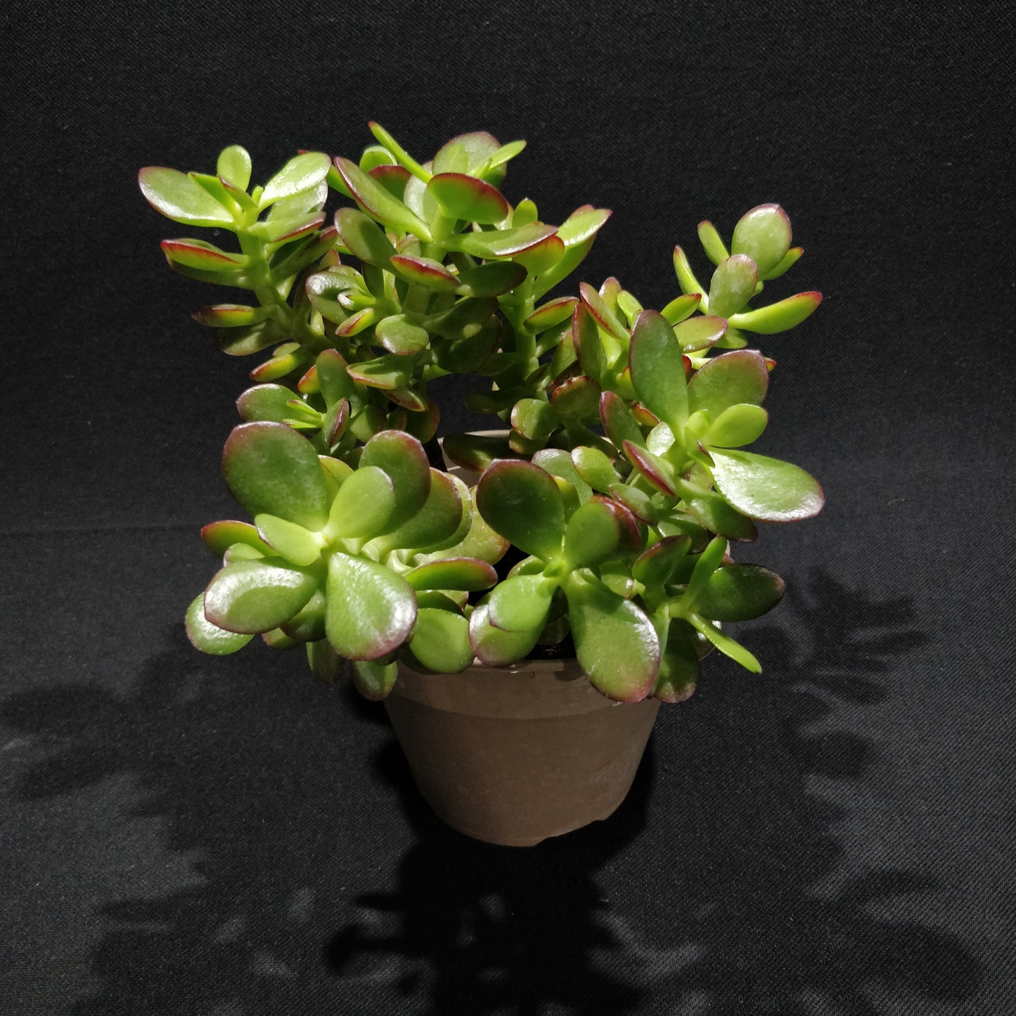 Crassula Arborescens