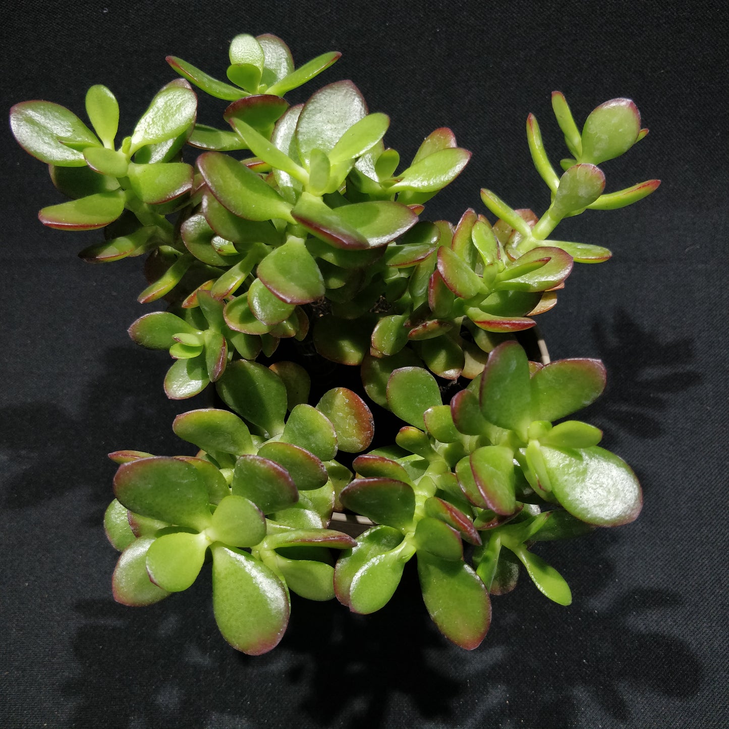 Crassula Arborescens