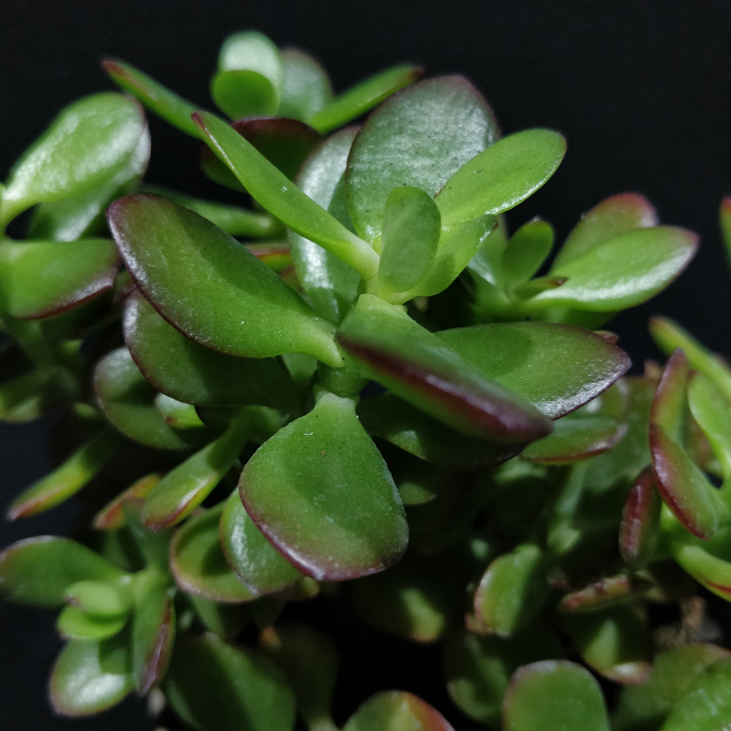 Crassula Arborescens