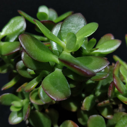 Crassula Arborescens