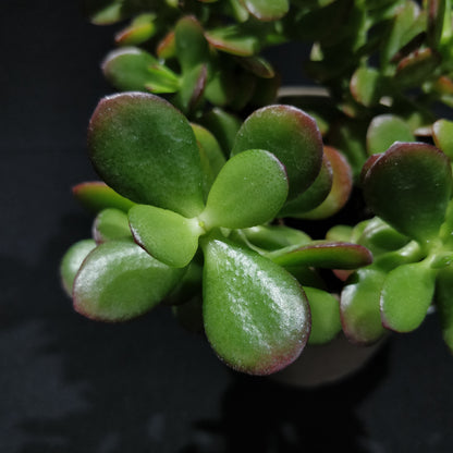 Crassula Arborescens