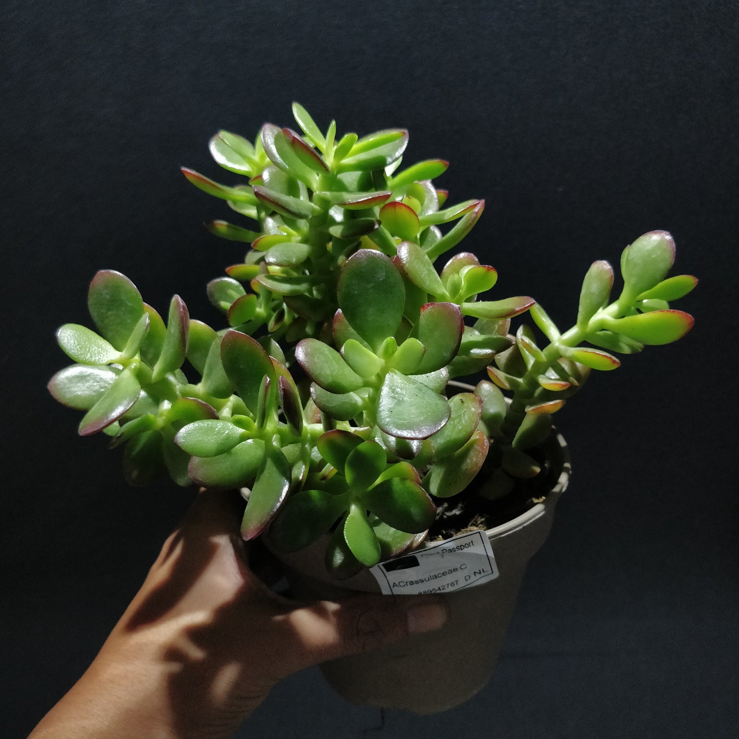 Crassula Arborescens