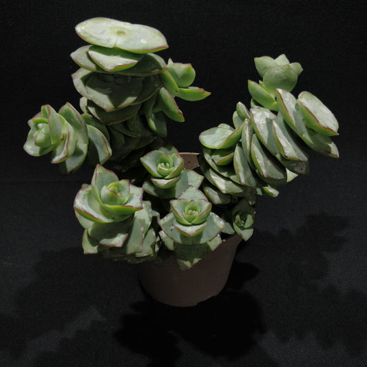 Crassula Perforata