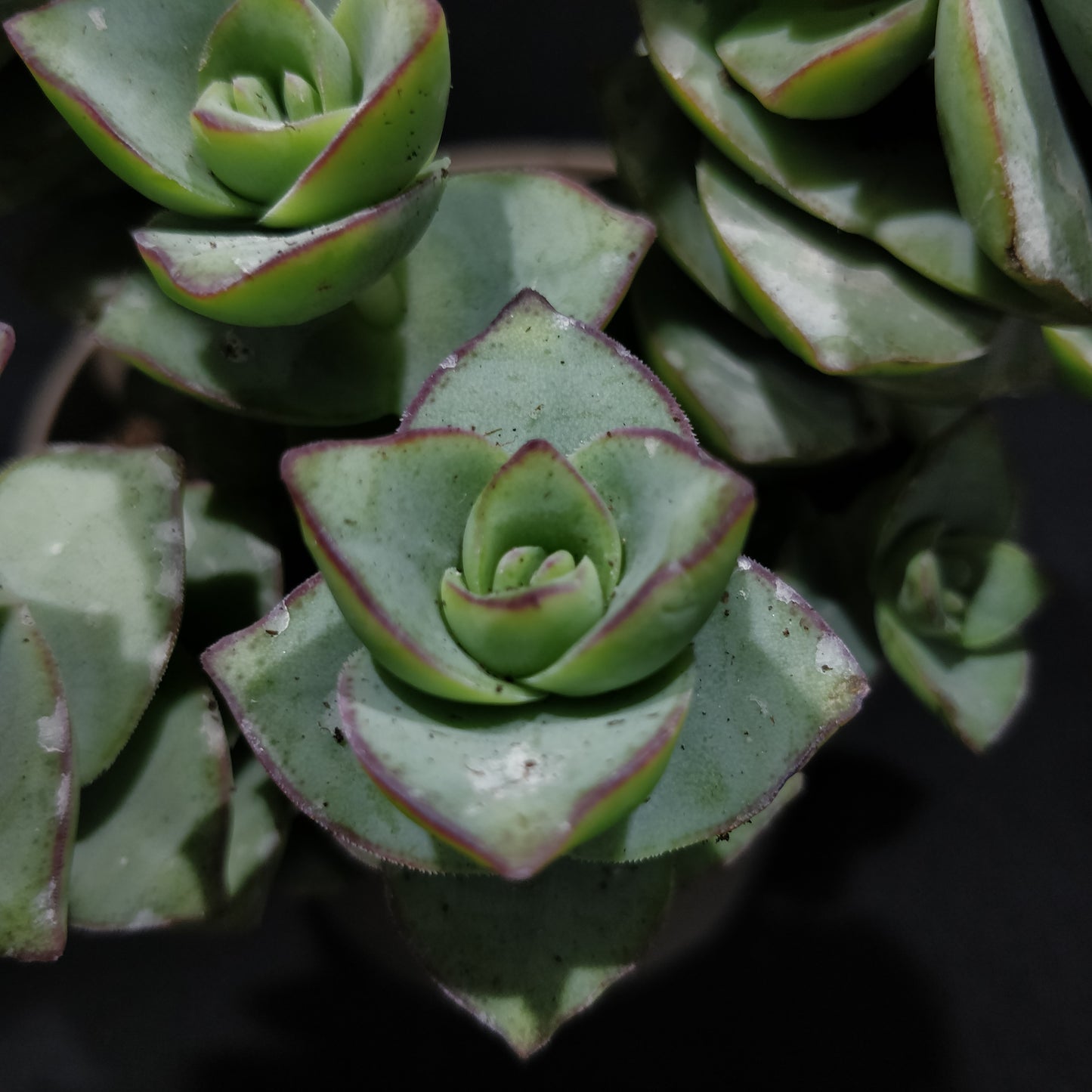 Crassula Perforata